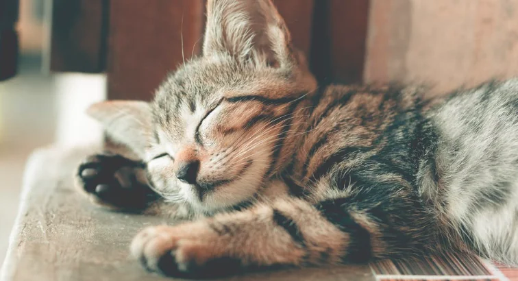 Ci sveglia di notte e dorme di giorno? Niente paura